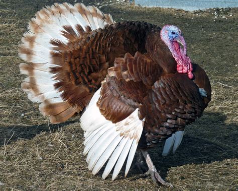 Rainbow Valley Turkeys, a major grower, produces about 650,000 turkey eggsyear. . Live turkeys for sale